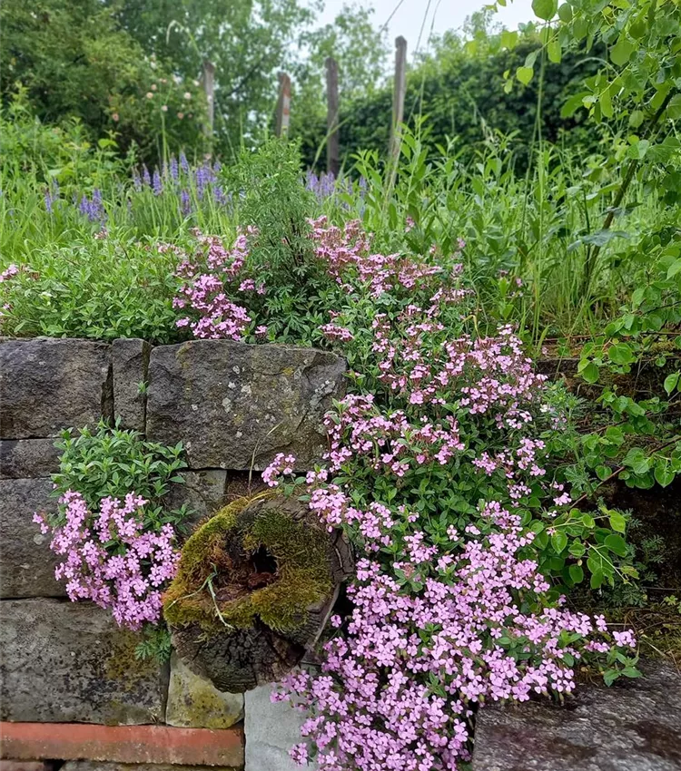 Saponaria Mauaer Begleiten 1.jpg