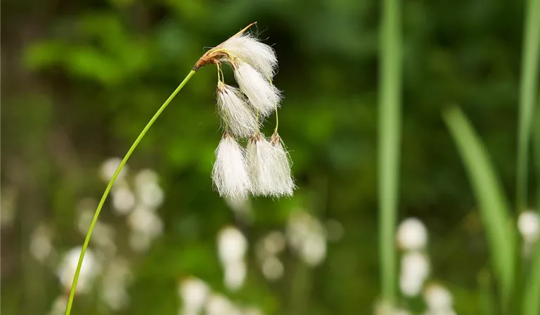 Eriophorum hinten 1.jpg