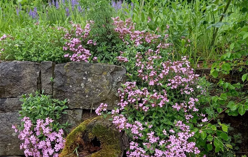 Saponaria Mauaer Begleiten 1.jpg